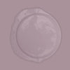 Bibelotte Paint – Lilac